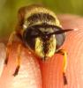 Callicera macquarti